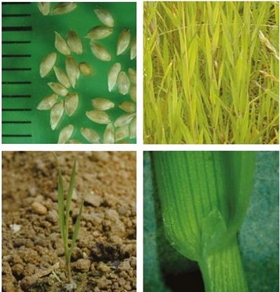 Timothy at four growth stages